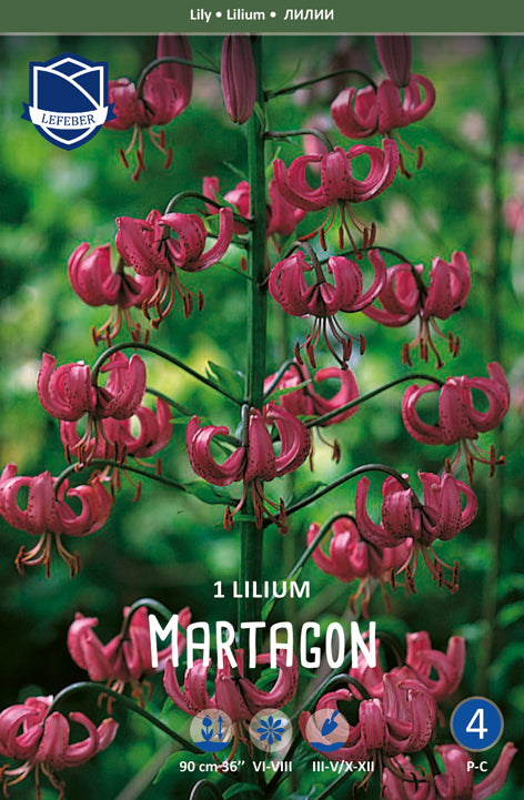 Lilium Martagon