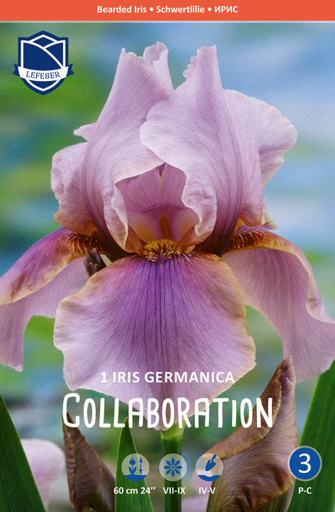 Iris Germanica Collaboration