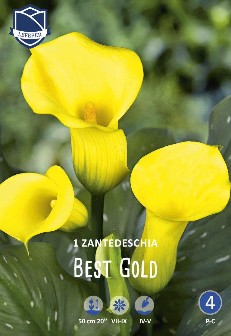 Calla (syn. Zantedeschia) Best Gold