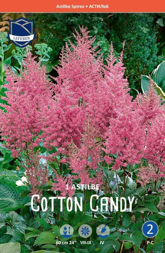 Astilbe Arendsii Cotton Candy