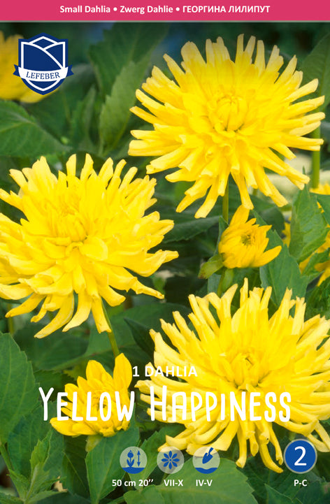 Dahlie Yellow Happiness