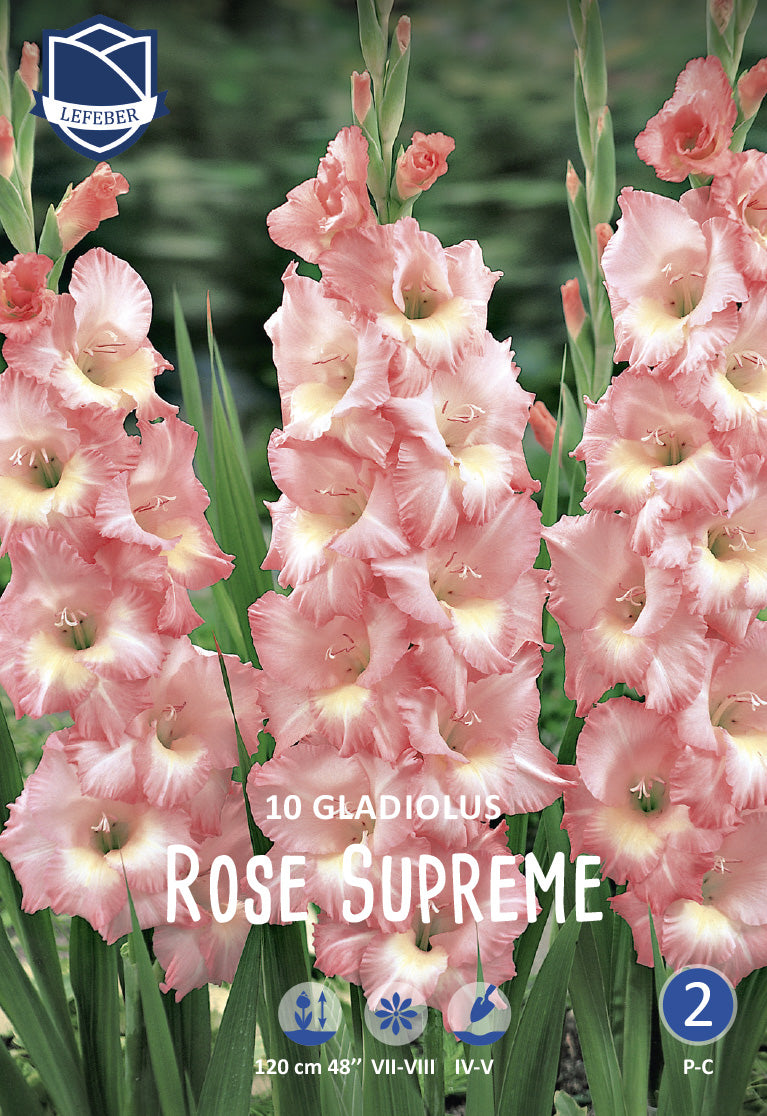 Gladiolus Rose Supreme Jack the Grower