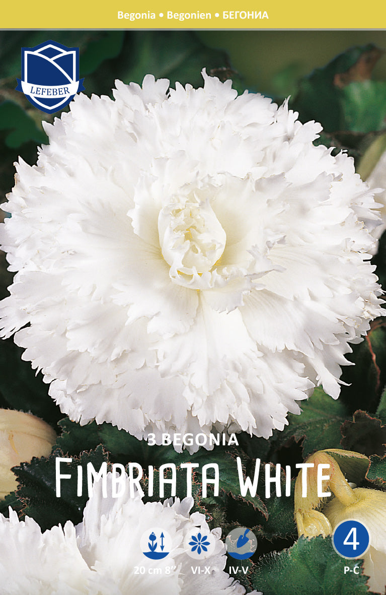 Begonia Fimbriata White Jack the Grower