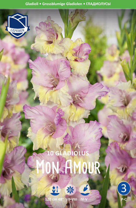 Gladiolus Mon Amour