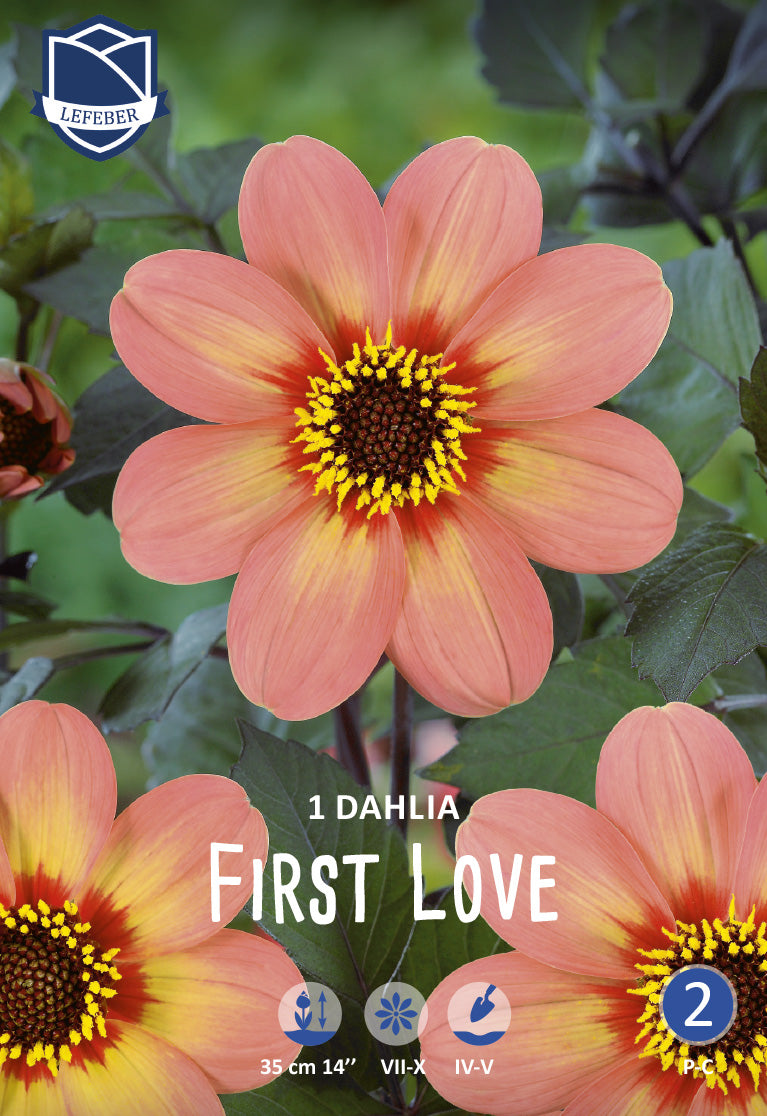 Dahlia First Love