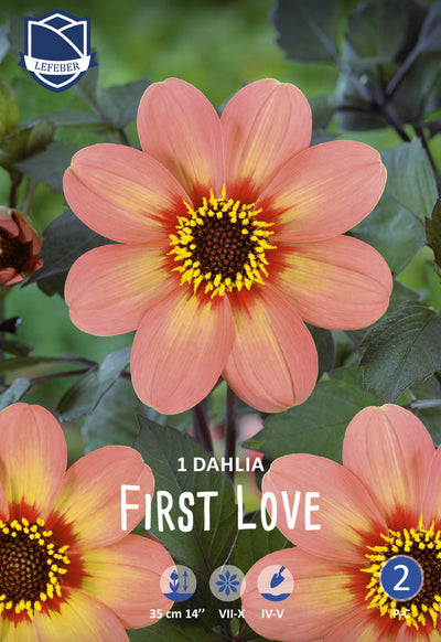 Dahlia First Love Jack the Grower