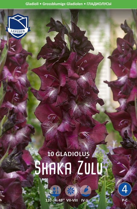 Gladiolus Shaka Zulu