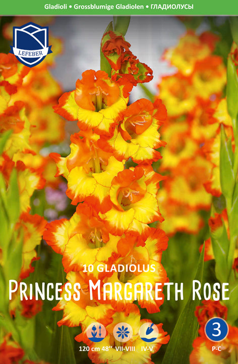 Gladiolus Prinses Margaret Rose Jack the Grower