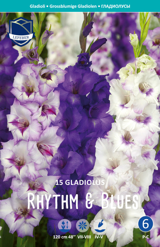 Gladiolus Rhythm & Blues