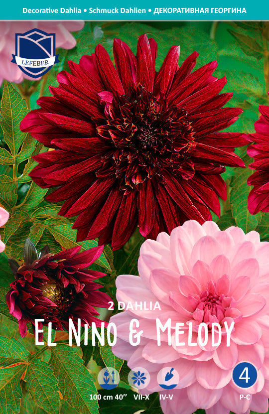 Dahlia El Nino & Melody Jack the Grower