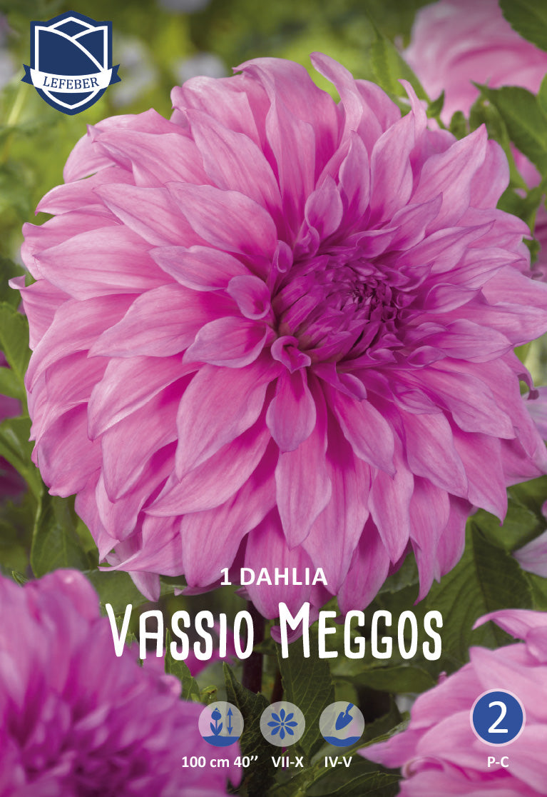 Dahlia Vassio Meggos