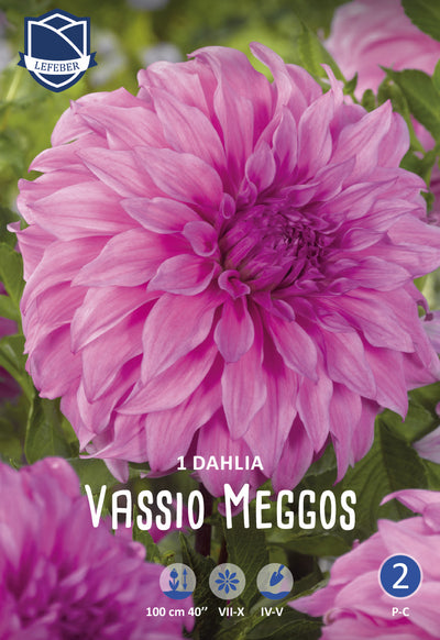 Dahlia Vassio Meggos Jack the Grower