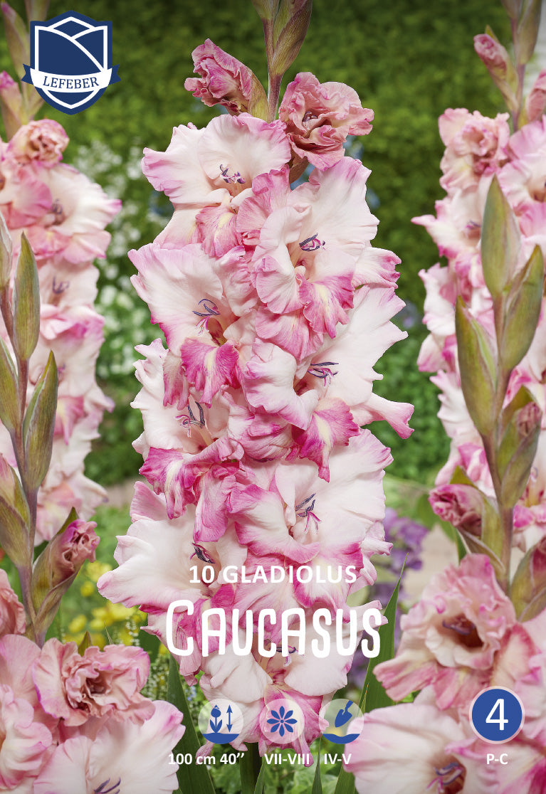 Gladiolus Caucasus Jack the Grower