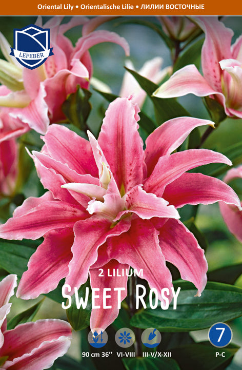 Lilium Sweet Rosy