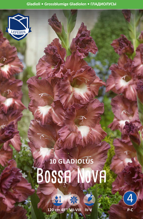 Gladiolus Bossa Nova Jack the Grower