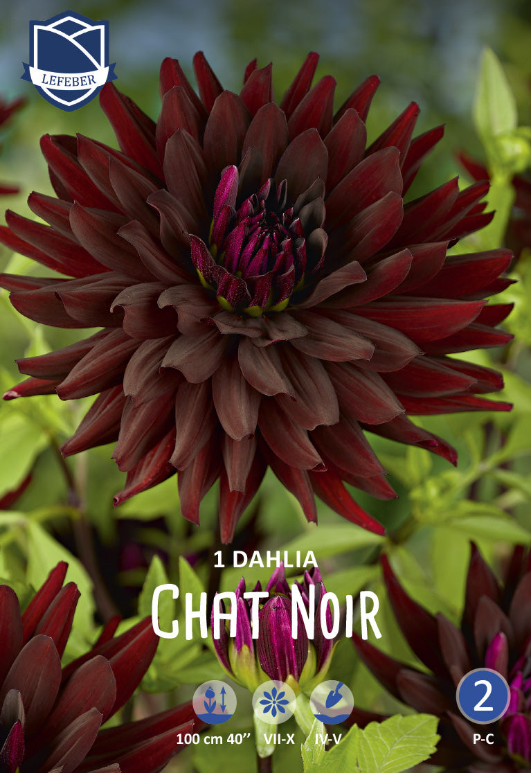 Dahlia Chat Noir