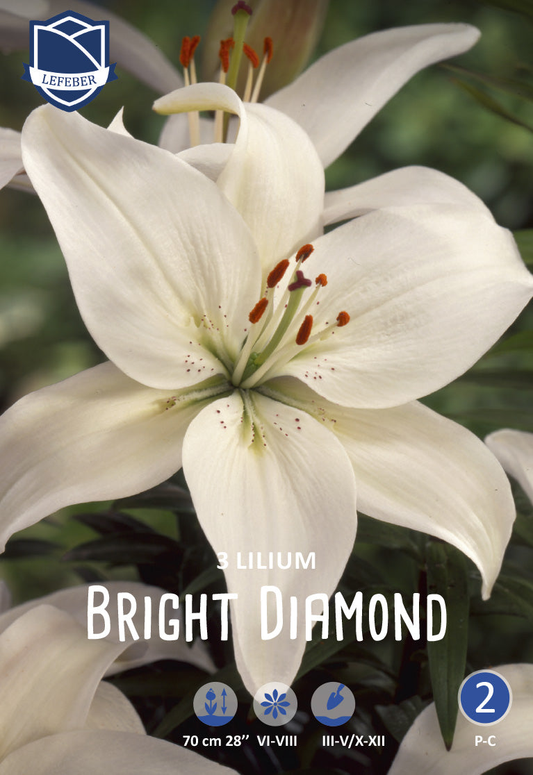 Lilium Bright Diamond Jack the Grower