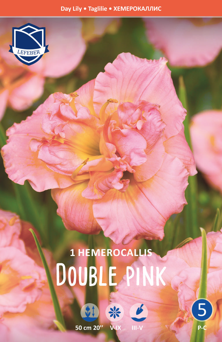 Hemerocallis Double Pink