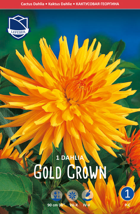 Dahlia Gold Crown Jack the Grower