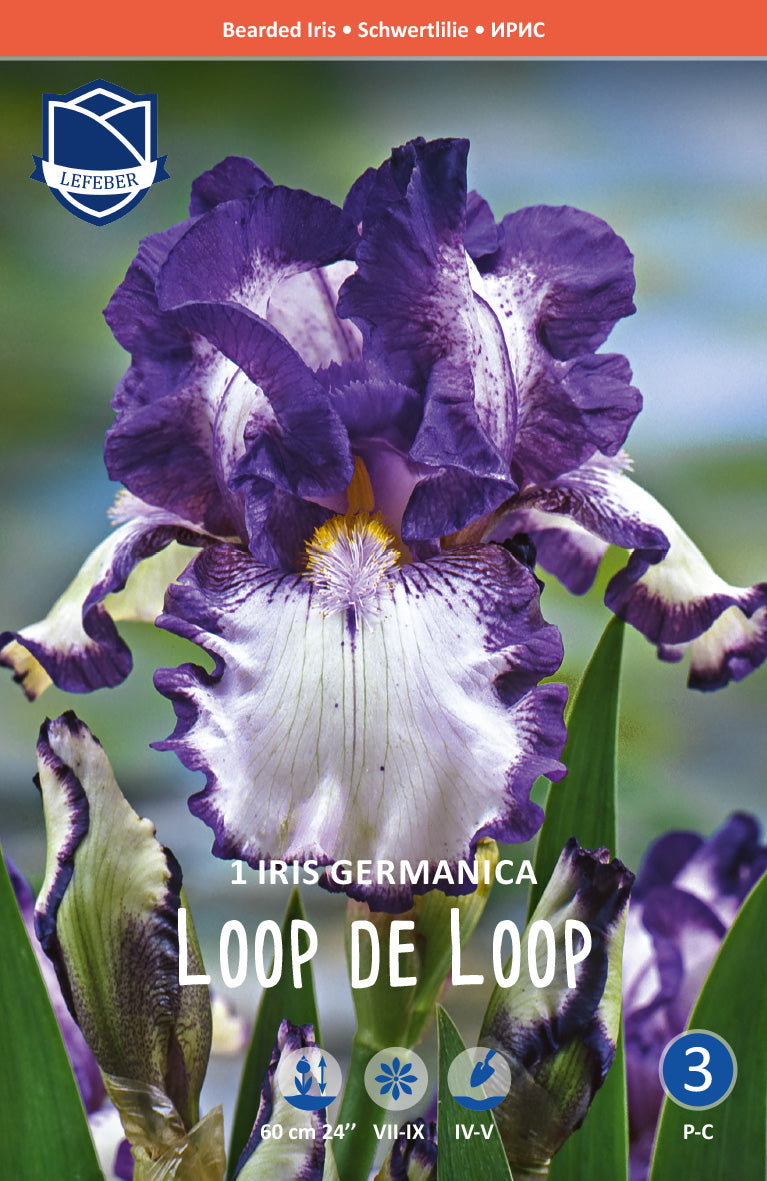 Iris Germanica Loop the Loop