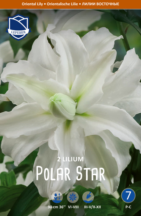 Lilium Polar Star