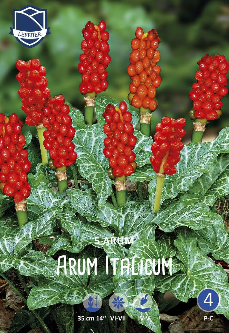 Arum Italicum