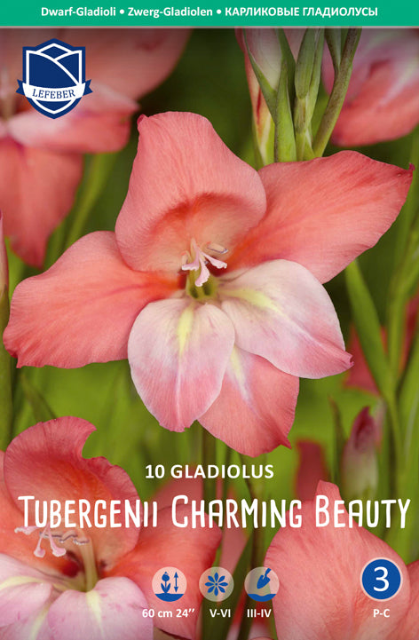 Gladiolus Tubergenii Charming Beauty