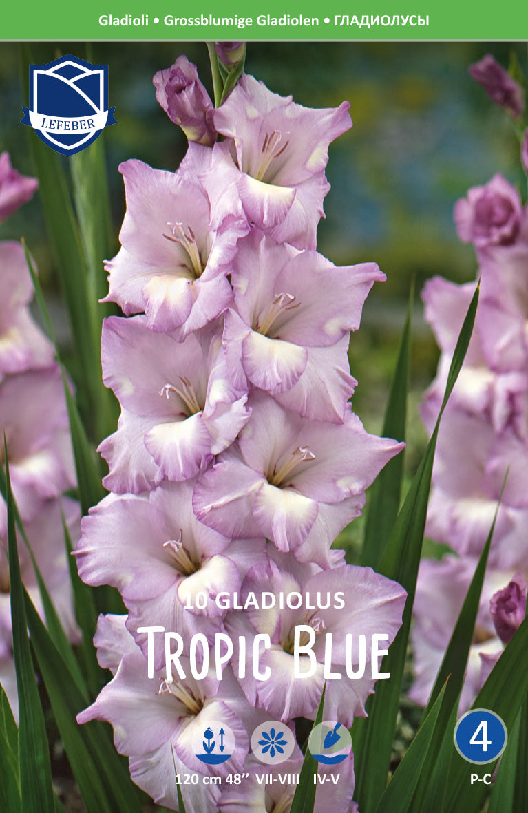 Gladiolus Tropic Blue