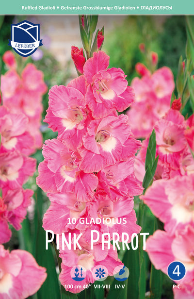 Gladiolus Pink Parrot Jack the Grower