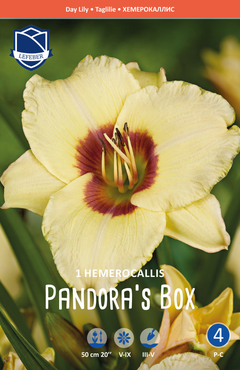 Hemerocallis Pandora's Box