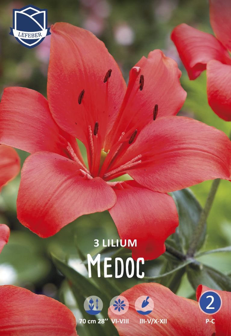 Lilium Medoc