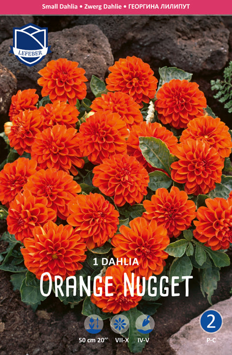 Dahlie Orange Nugget Jack the Grower