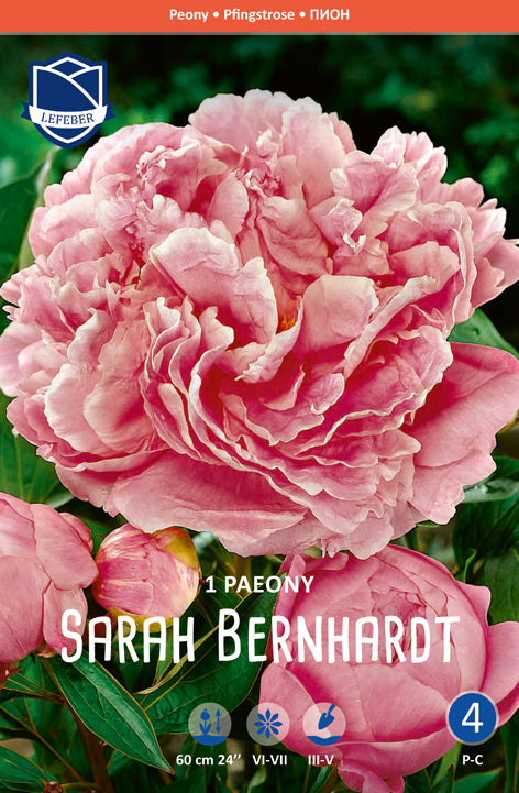 Paeony Sarah Bernhardt