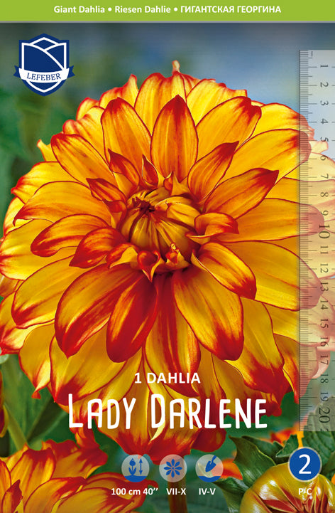 Dahlia Lady Darlene Jack the Grower