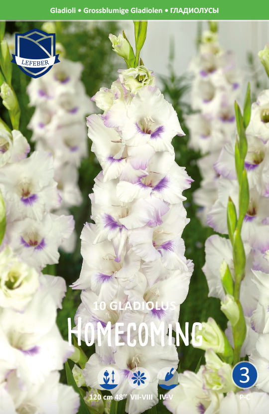Gladiolus Homecoming Jack the Grower