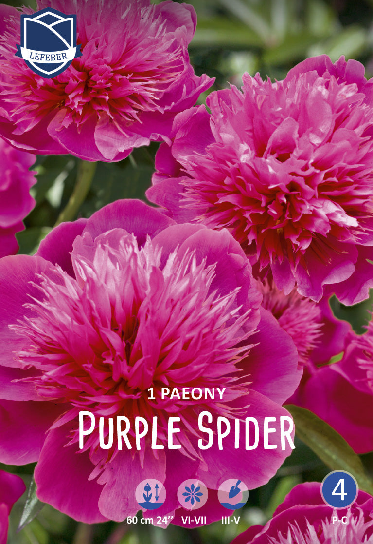 Paeony Purple Spider