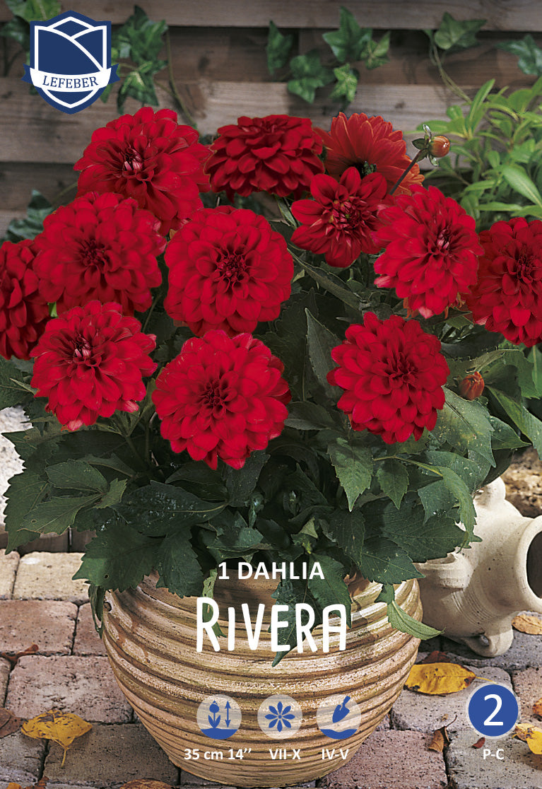 Dahlia Rivera Jack the Grower