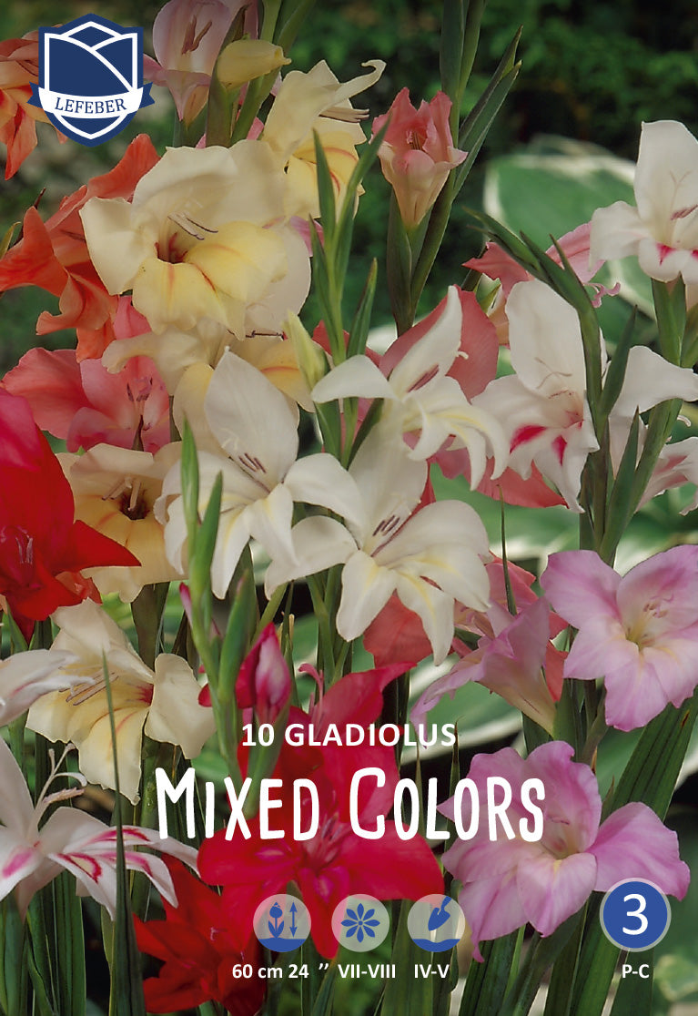 Dwarf-Gladiolus Mixed Colors
