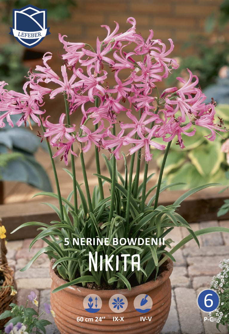 Nerine Bowdenii Nikita