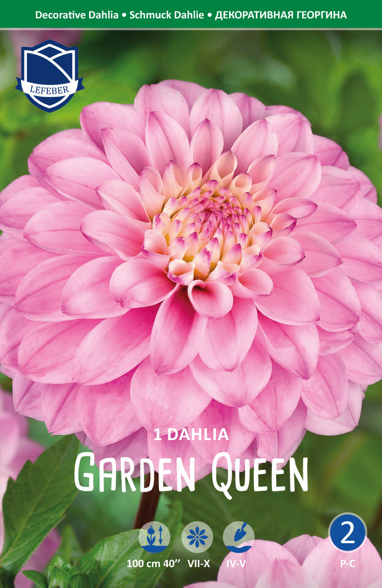 Dahlia Garden Queen