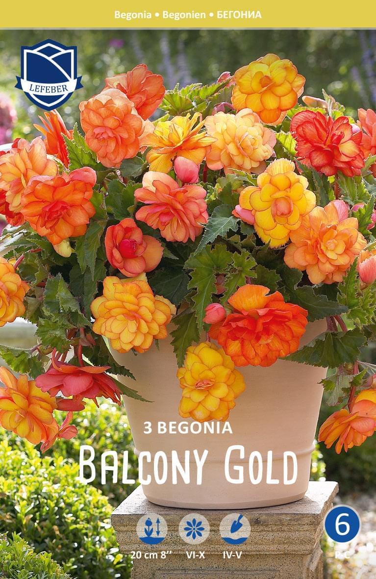 Begonia Balcony Gold