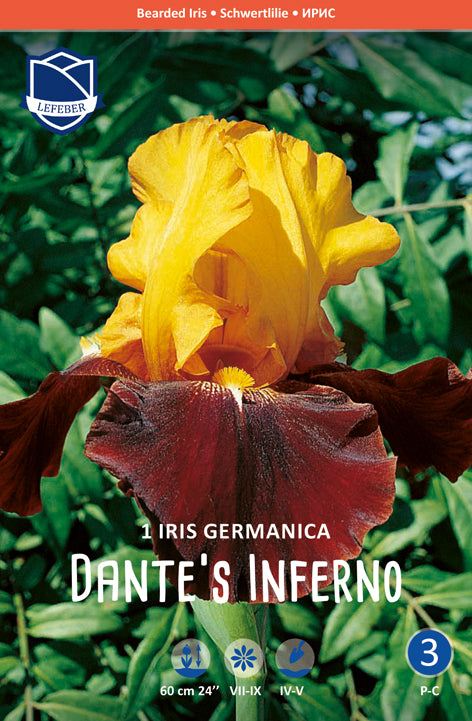 Iris Germanica Dante's Inferno