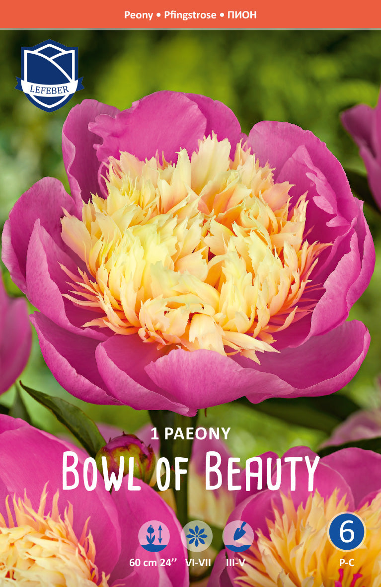 Paeony Bowl of Beauty
