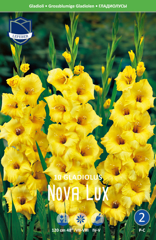 Gladiolus Nova Lux