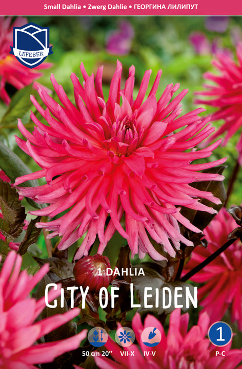 Dahlia City of Leiden
