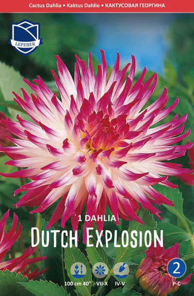 Dahlie Dutch Explosion Jack the Grower