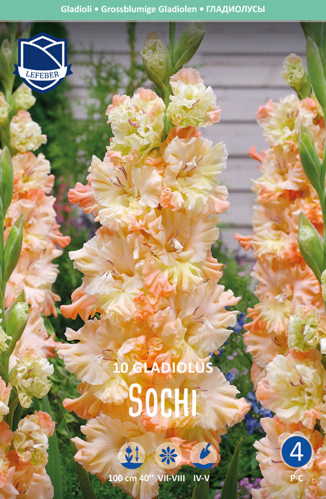 Gladiolus Sochi Jack the Grower