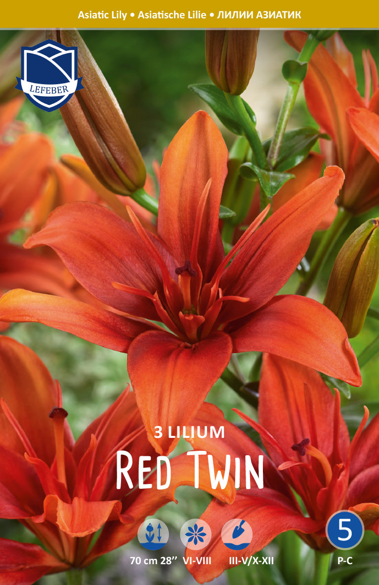 Lilium Red Twin