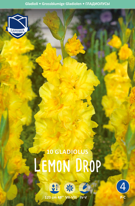 Gladiolus Lemon Drop