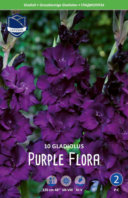 Gladiolus Purple Flora Jack the Grower